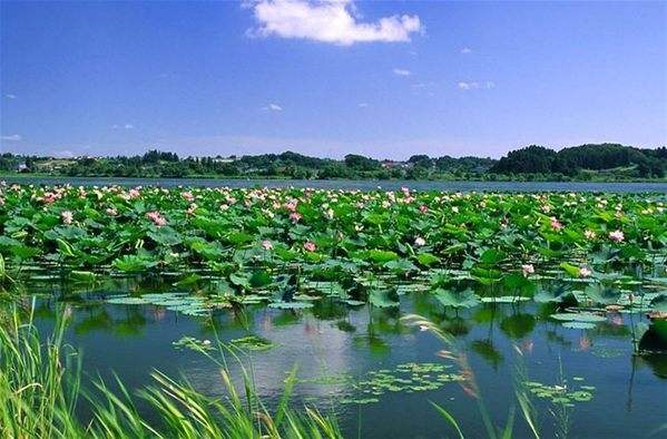 诺狮团队考察微山湖旅游景区”田园综合体和特色小镇“项目